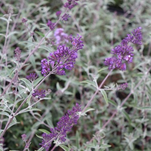 Buddleia davidii Nanhoensis