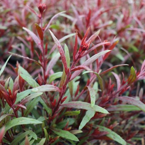 Gaura lindheimeri 'Belleza Dark Pink'