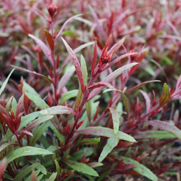 Gaura lindheimeri 'Belleza Dark Pink'