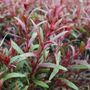 Gaura lindheimeri 'Belleza Dark Pink'