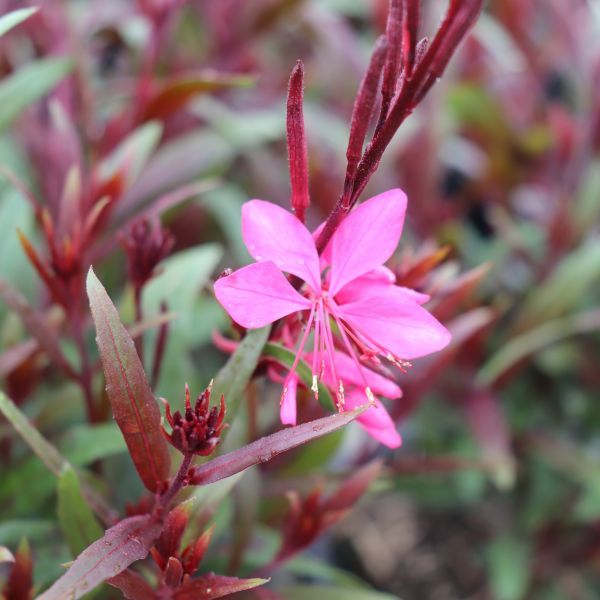 Gaura lindheimeri 'Belleza Dark Pink'