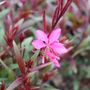 Gaura lindheimeri 'Belleza Dark Pink'
