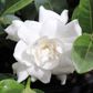 Gardenia augusta 'Aimee Yoshiba'