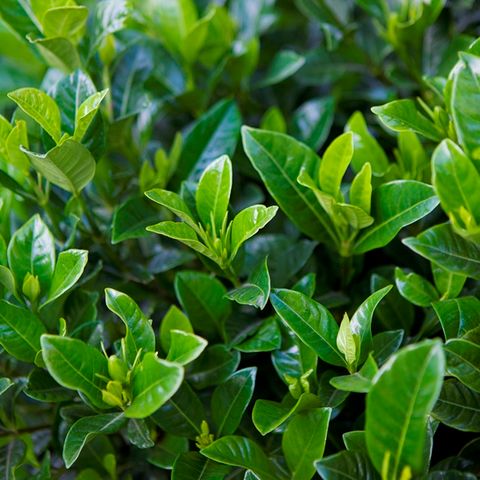 Gardenia augusta 'Florida'