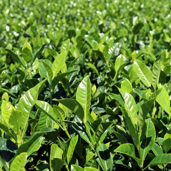 Gardenia augusta 'Florida'