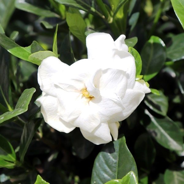 Gardenia jasminoides 'Aimee Yoshiba'