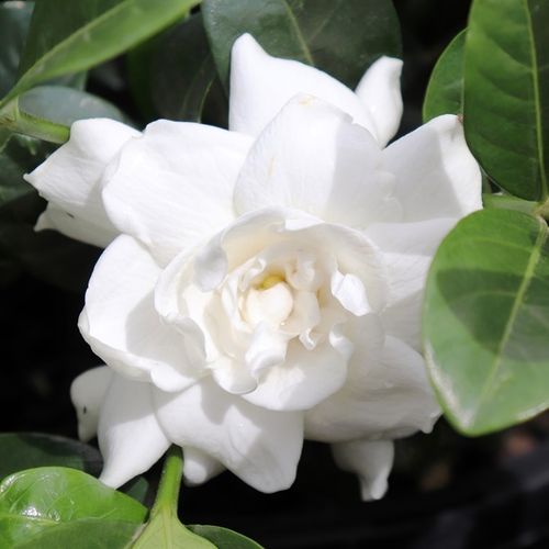 Gardenia jasminoides 'Aimee Yoshiba'