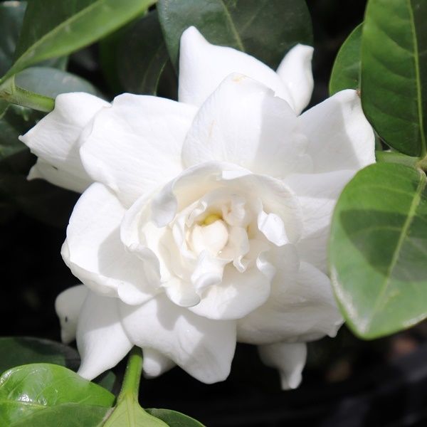 Gardenia jasminoides 'Aimee Yoshiba'