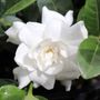 Gardenia jasminoides 'Aimee Yoshiba'