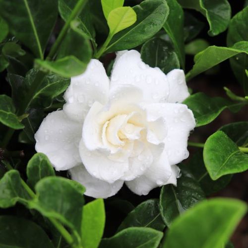 Gardenia jasminoides 'Florida'