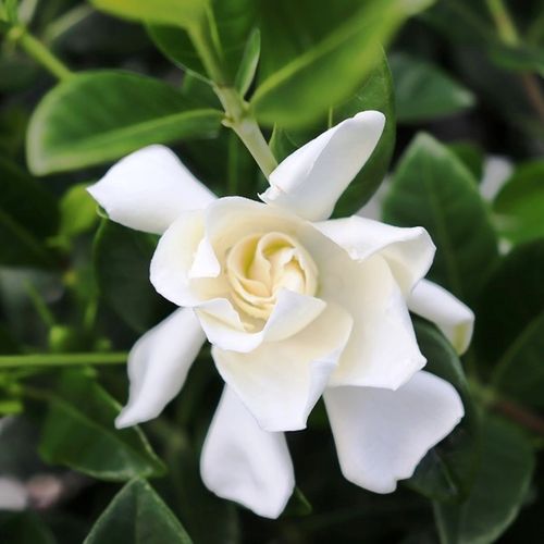 Gardenia jasminoides 'Florida'