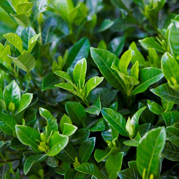 Gardenia jasminoides 'Florida'