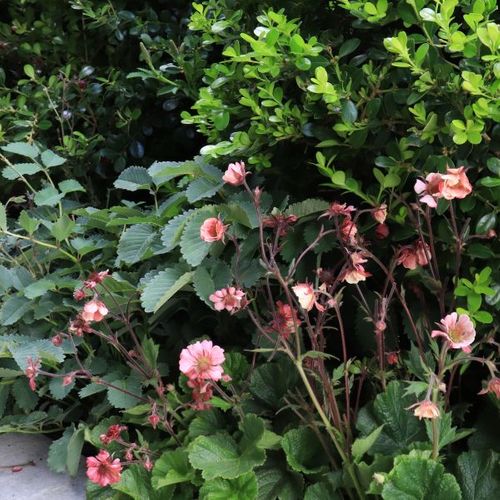 Geum hybrid 'Tempo Rose'