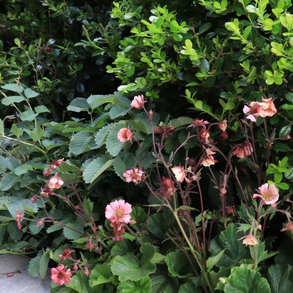 Geum hybrid 'Tempo Rose'