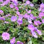 Geranium wallichianum x himalayense 'Rozanne' pbr