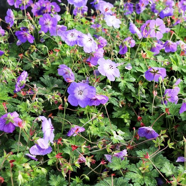 Geranium wallichianum x himalayense 'Rozanne' pbr