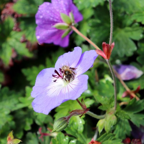 Geranium wallichianum x himalayense 'Rozanne' pbr