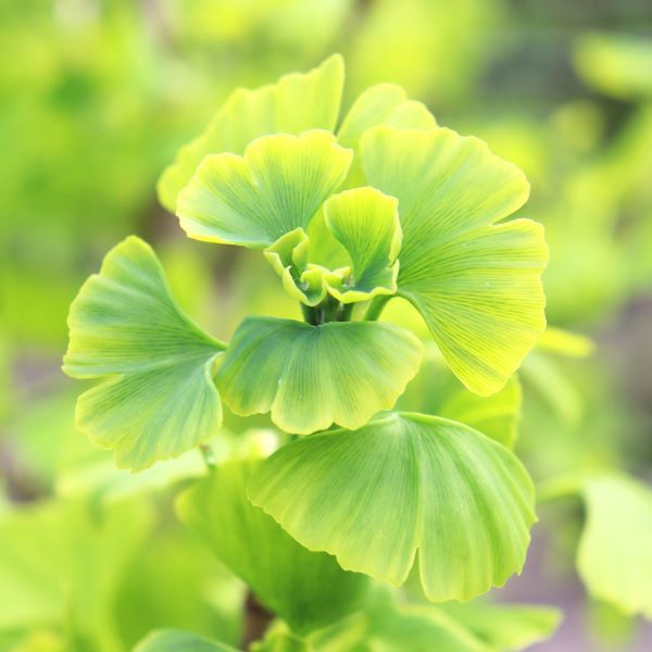 Ginkgo biloba 'Blagon Fanfare'