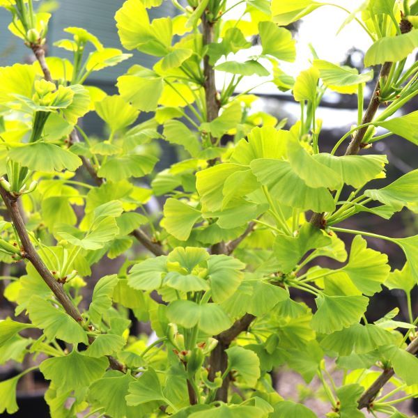 Ginkgo biloba 'Blagon Fanfare'