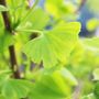 Ginkgo biloba 'Blagon Fanfare'