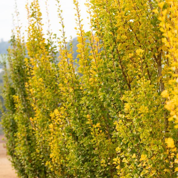 Ginkgo biloba 'Lemonlime Spire' pbr