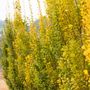 Ginkgo biloba 'Lemonlime Spire' pbr
