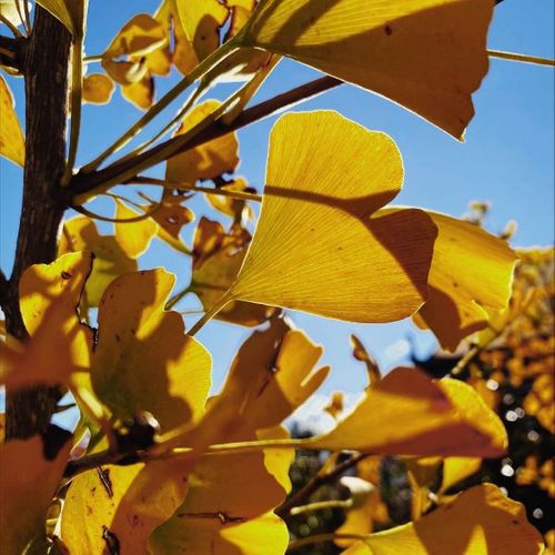 Ginkgo biloba 'Piedmont Pillar' pbr