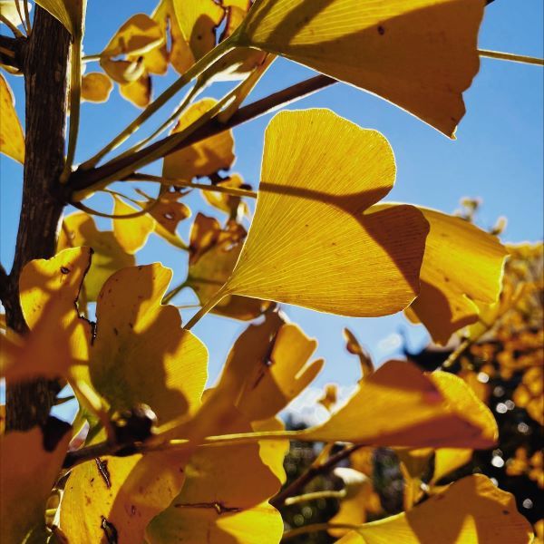 Ginkgo biloba 'Piedmont Pillar' pbr