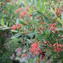 Grevillea hybrid 'Lady O'