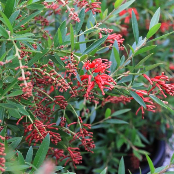 Grevillea hybrid 'Lady O'
