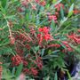 Grevillea hybrid 'Lady O'