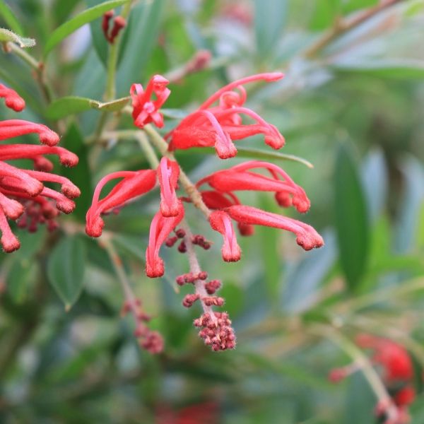 Grevillea hybrid 'Lady O'