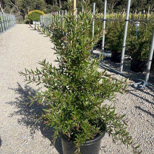 Grevillea hybrid 'Lady O'