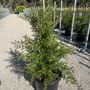 Grevillea hybrid 'Lady O'