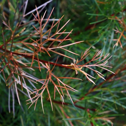 Grevillea johnsonii x wilsonii 'Bon Accord'