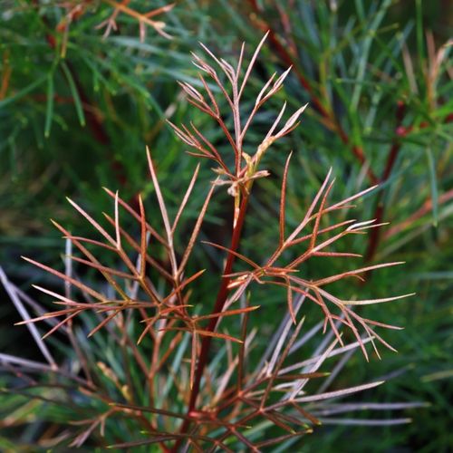 Grevillea johnsonii x wilsonii 'Bon Accord'