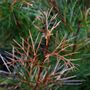 Grevillea johnsonii x wilsonii 'Bon Accord'