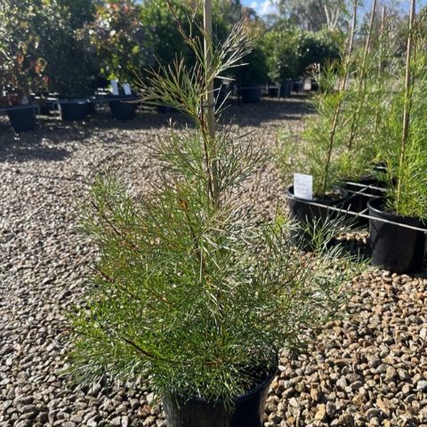 Grevillea johnsonii x wilsonii 'Bon Accord'