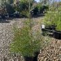 Grevillea johnsonii x wilsonii 'Bon Accord'