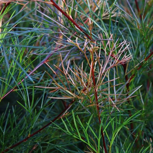 Grevillea johnsonii x wilsonii 'Bon Accord'