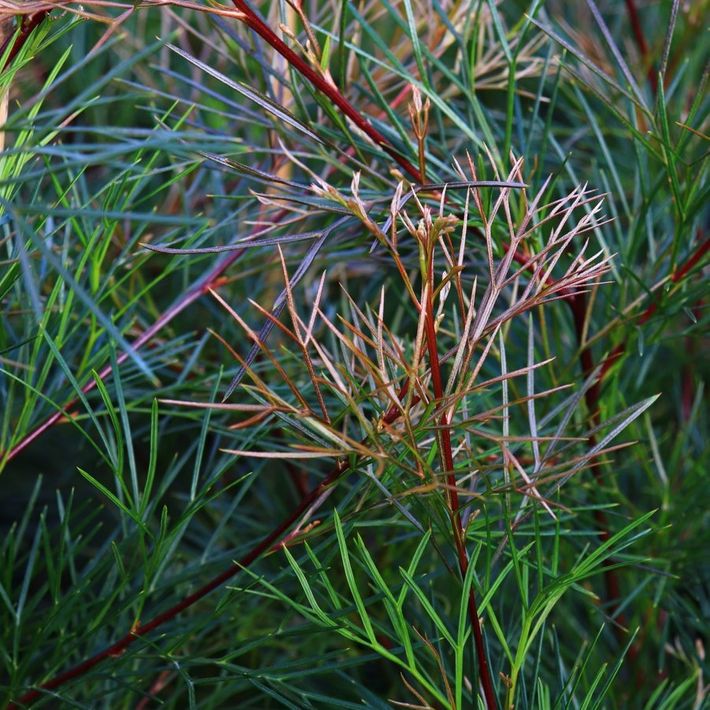Grevillea johnsonii x wilsonii 'Bon Accord'