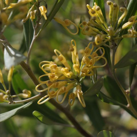 Grevillea olivacea Yellow
