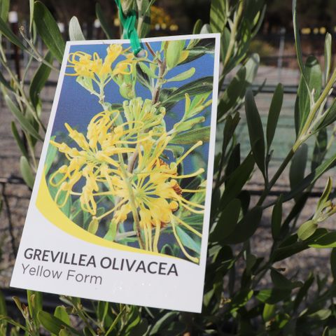 Grevillea olivacea Yellow