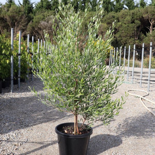 Grevillea olivacea Yellow