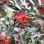 Grevillea olivacea Red