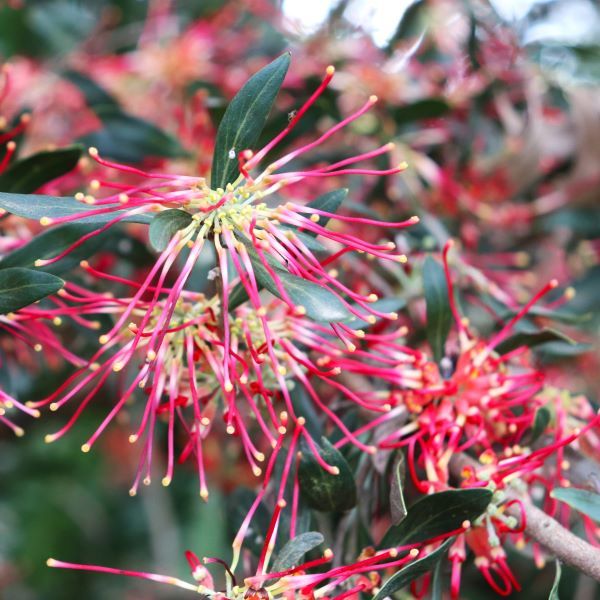 Grevillea olivacea Red