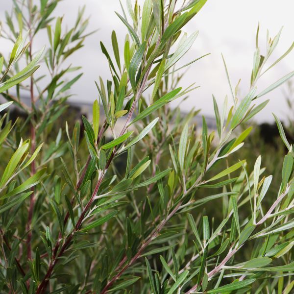 Grevillea olivacea Red