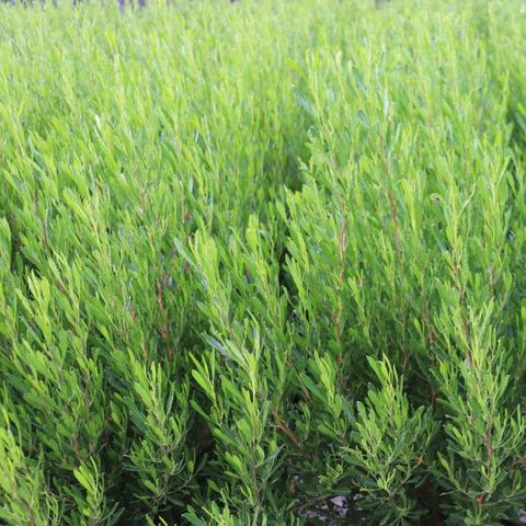 Dodonaea viscosa 'Mr Green Sheen' pbr
