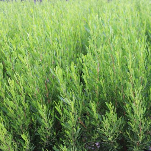 Dodonaea viscosa 'Mr Green Sheen' pbr