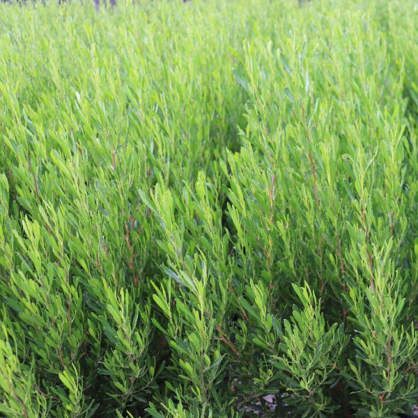 Dodonaea viscosa 'Mr Green Sheen' pbr